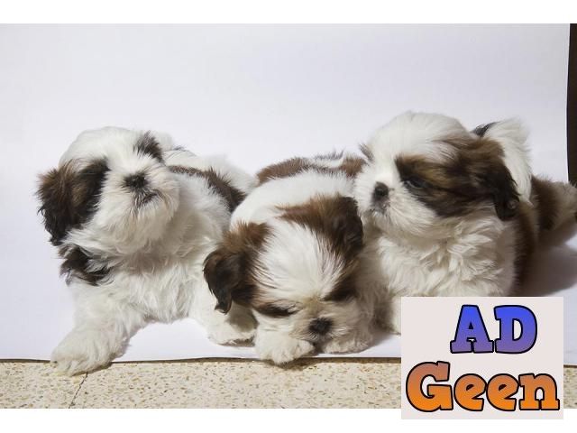used Pet shop for online looking for partner 9916672339 cats and dogs for sale 